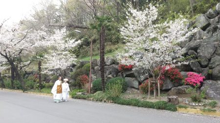 桜の時期の前撮り